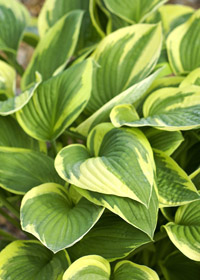 Hosta fortunei 'Aureo-marginata'